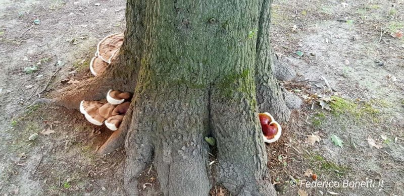 Carpofori ganoderma