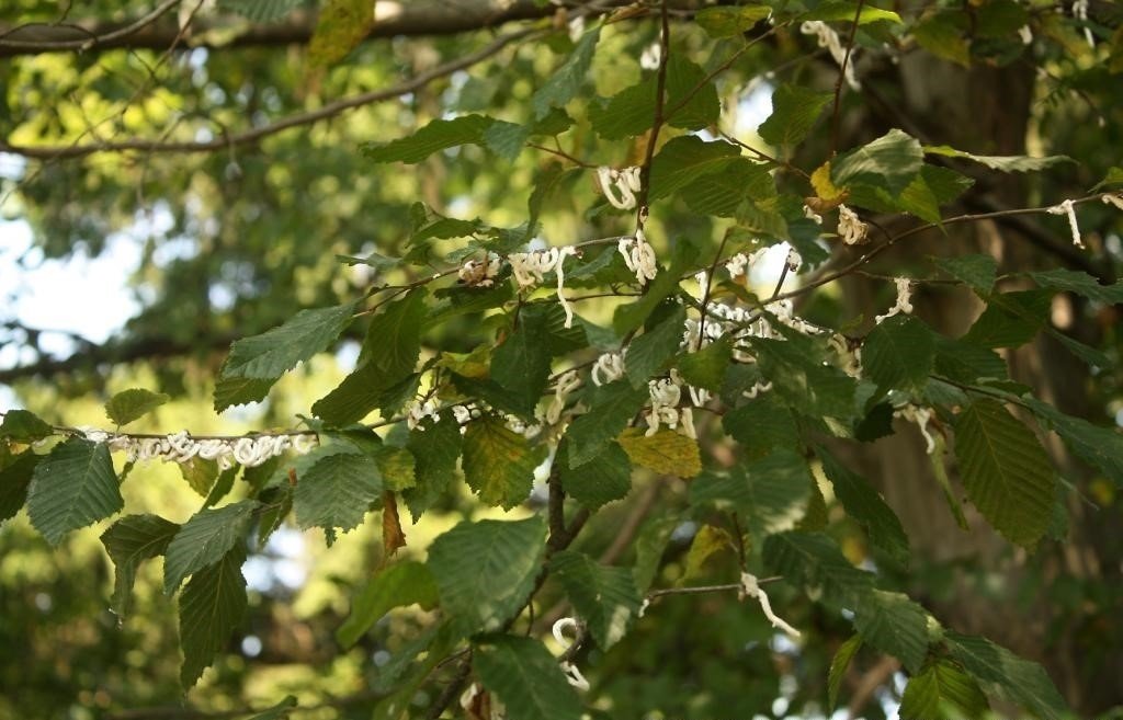 Takahasha japonica 3