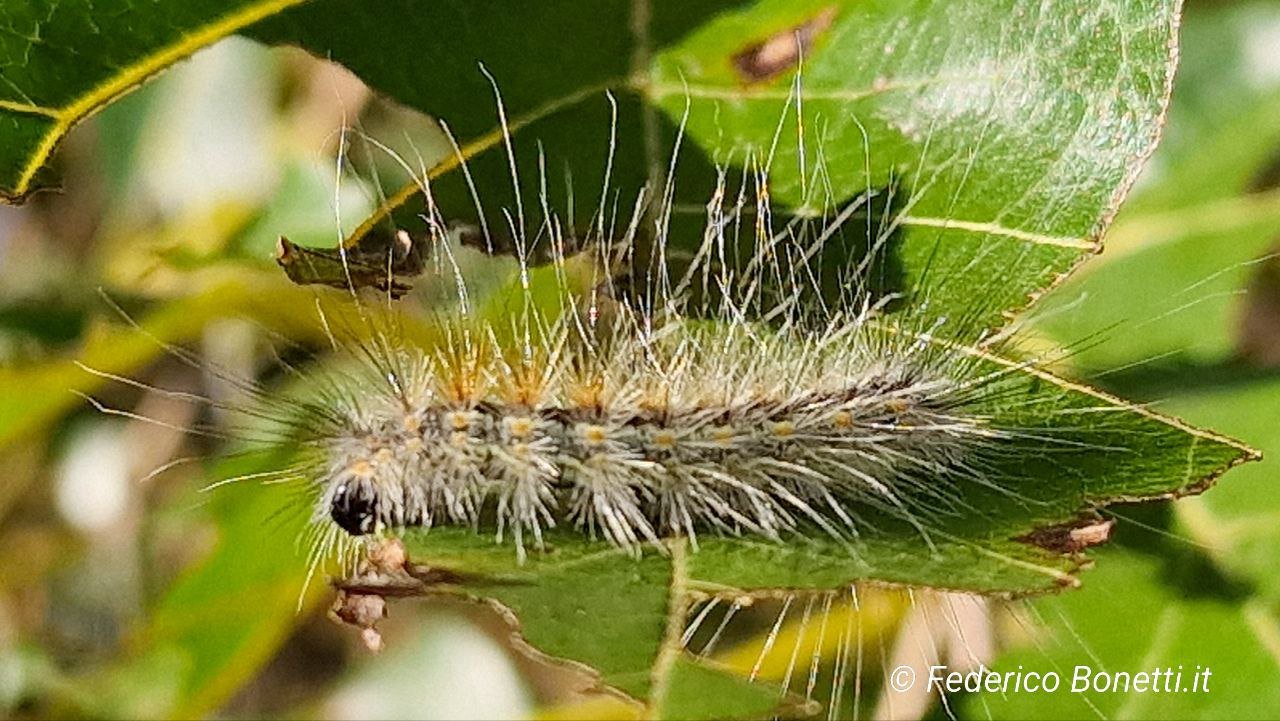 Ifantria americana