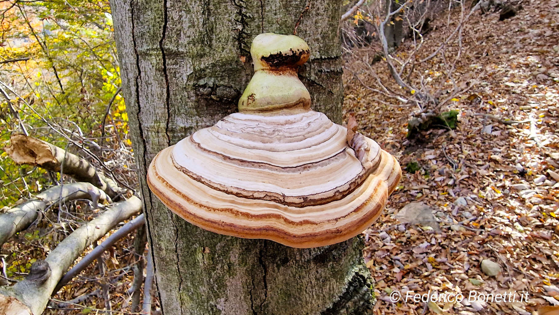 Fomes fomentarius