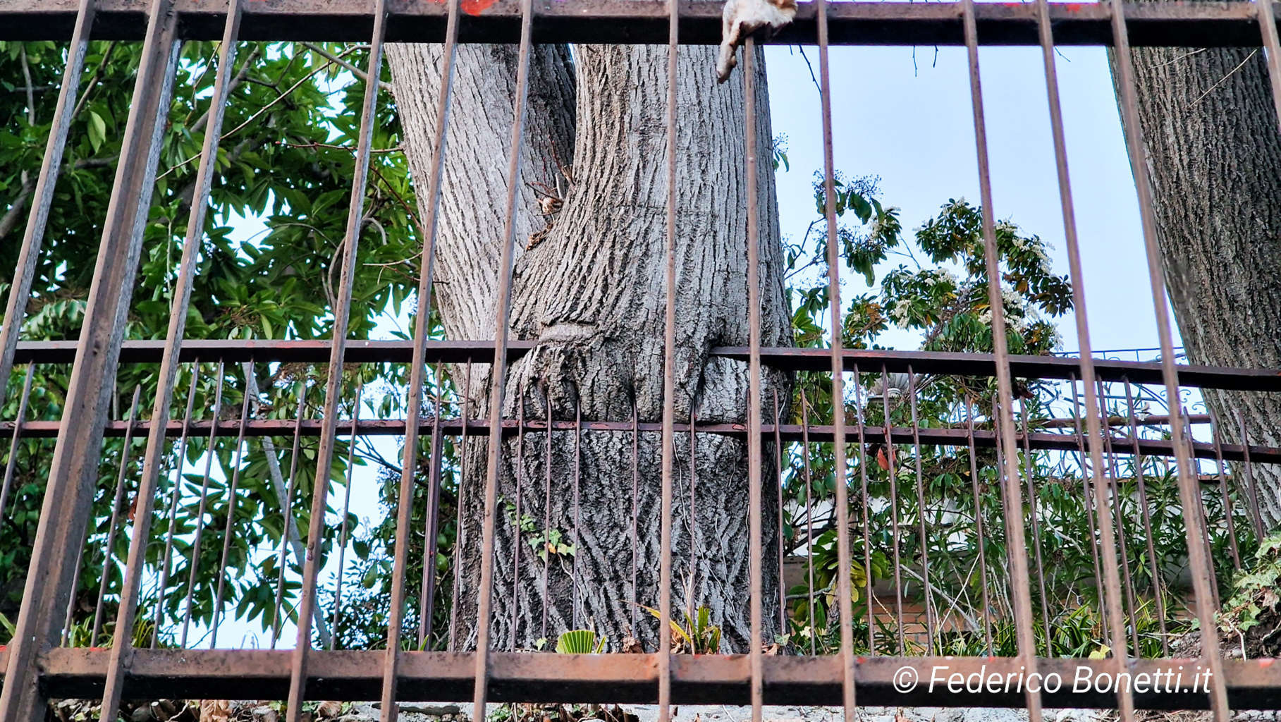 Albero ingloba recinzione