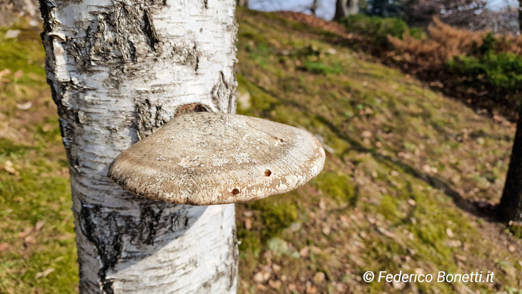Fomitopsis betulina